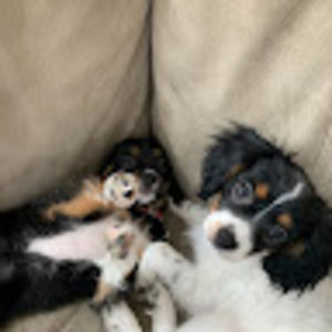 Meet your Posher, Cecilia